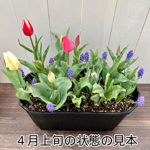 チューリップボックス オーバルタイプ寄せ植え 生産者価格で 必ず
