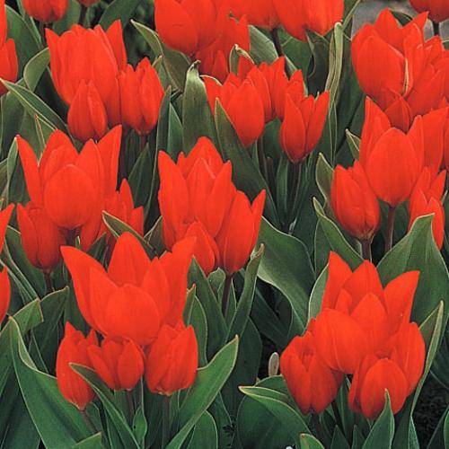 チューリップ 花 球根 ミニ 原種 プラエスタンス フッシリア おやゆび姫 5個パック プレスタンスフィシリア N Tulip Ptf5 イングの森 花 苗 球根 育て方 通販 Yahoo ショッピング