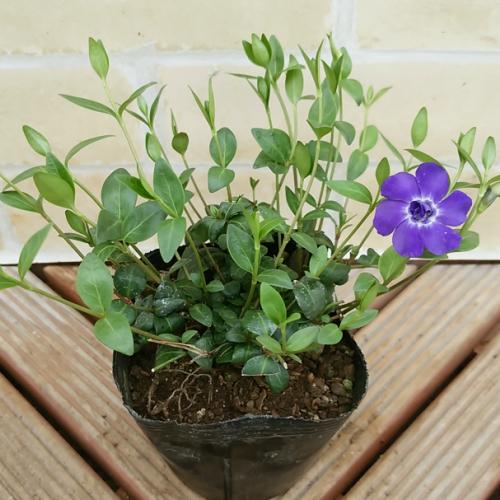 ツルニチニチソウ 花 苗 春 宿根草 緑小葉タイプ 1株 イングリッシュガーデン グランドカバー N Turunichi B イングの森 花 苗 育て方 通販 Yahoo ショッピング