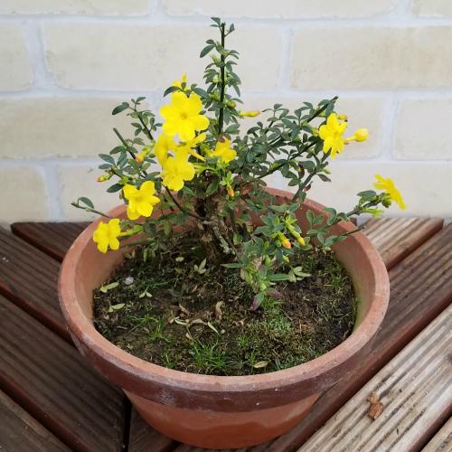 花 鉢植え 雲南黄梅 ウンナンオウバイ 春 5〜6号鉢 鉢サイズ・色はお