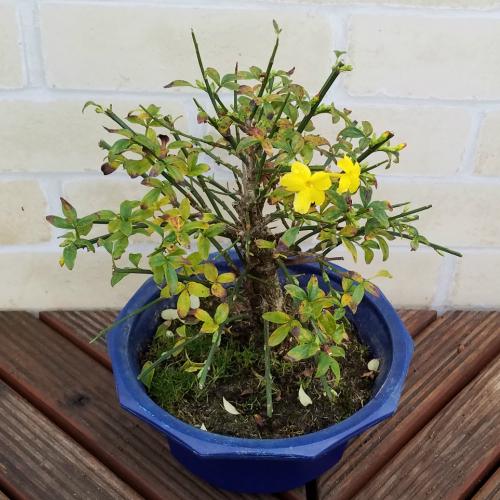 花 鉢植え 雲南黄梅 ウンナンオウバイ 春 5〜6号鉢 鉢サイズ・色はお