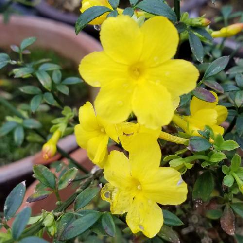 花 鉢植え 雲南黄梅 ウンナンオウバイ 春 5 6号鉢 鉢サイズ 色はお任せになります N Unnanobai イングの森 花 苗 育て方 通販 Yahoo ショッピング