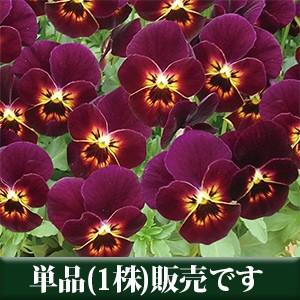 ビオラ あけちゃん ポット苗 １個 すみれ パンジー ビオラ 苗 イングリッシュガーデン 寄せ植え N V Ake1 イングの森 花 苗 育て方 通販 Yahoo ショッピング