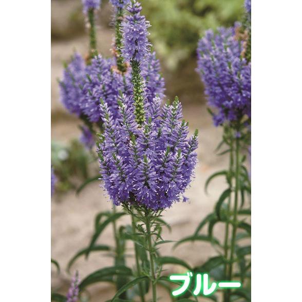 房咲き ベロニカ エクスプロージョン 1株 耐寒性宿根草 N Veronica Fu イングの森 花 苗 育て方 通販 Yahoo ショッピング