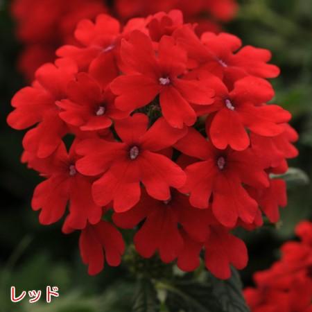 選べる4色のバーベナ エンデュラスケープ 9cmポット苗 宿根草 広がる 鉢花 寄せ植えに N Vervend イングの森 花 苗 育て方 通販 Yahoo ショッピング