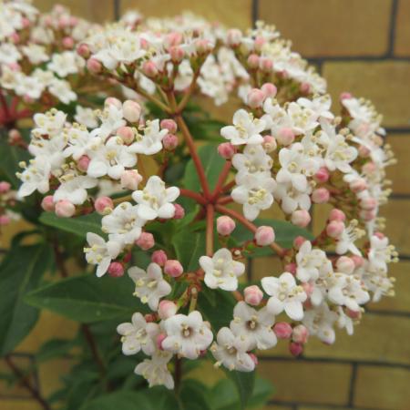 ビバーナム ティヌス 花 苗木 春 5号鉢 1個 アジサイと同じような感覚で育てられます N Vib Pli5 イングの森 花 苗 球根 育て方 通販 Yahoo ショッピング