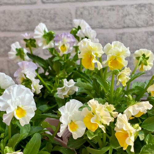 フリル咲きビオラ ふわたま 3.5号（直径10.5cm）ポット苗 1個 色