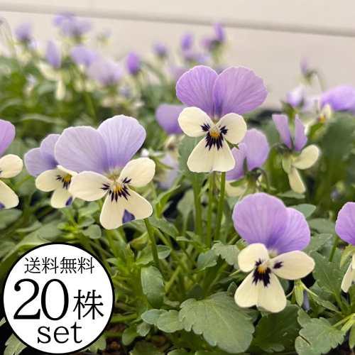 ビオラ 花ろまんシリーズ 春の海 ポット苗 20個 パンジー すみれ 苗