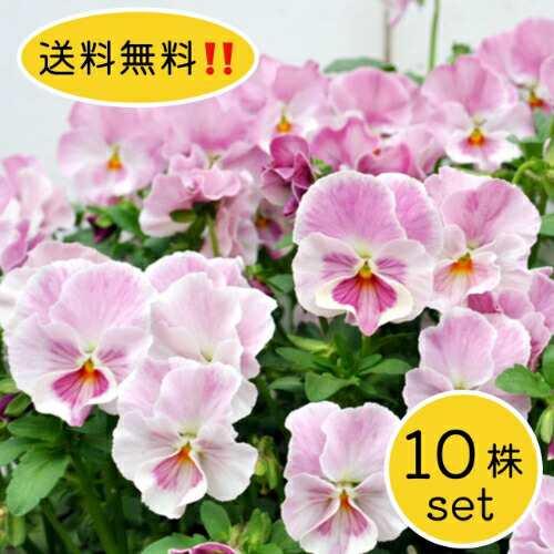 ビオラ 花ろまんシリーズ 恋もも ポット苗 10個 パンジー すみれ 苗