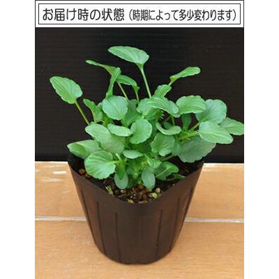ビオラ 花ろまんシリーズ 恋もも ポット苗 10個 パンジー すみれ 苗