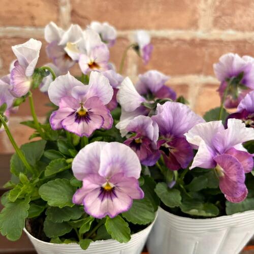 見元ビオラ ふわふわ金魚ちゃん 3.5号（直径10.5cm）ポット苗 1株 見元