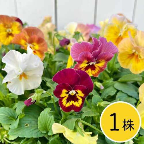 ビオラ 花ろまんシリーズ ミニマンゴー ポット苗 1個 パンジー すみれ