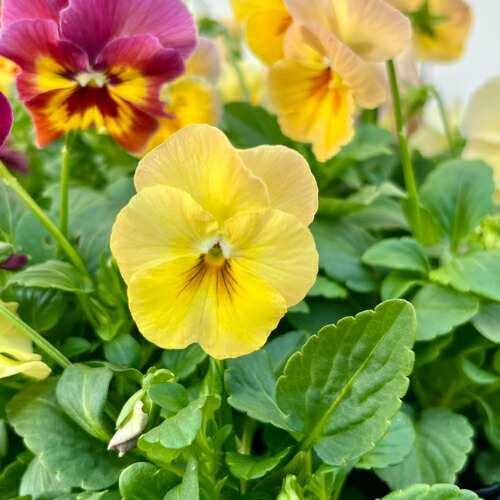 ビオラ 花ろまんシリーズ ミニマンゴー ポット苗 1個 パンジー すみれ