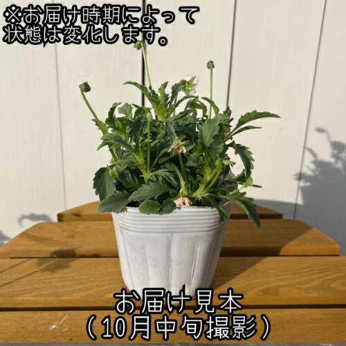 フリル咲きビオラ ティアード 色おまかせ 1ポット 3.5号(直径10.5cm