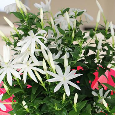 ワイルドスター ジャスミン 花 5号鉢植え 直径15cm 香る お一人様一個限定 ボルネオソケイ N Wildstarj イングの森 花 苗 球根 育て方 通販 Yahoo ショッピング