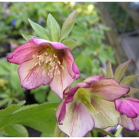 ミヨシのクリスマスローズ プチドール 彩（あや） プチドール咲き