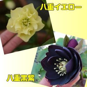クリスマスローズ 苗 花 八重咲きダブル 3株セット 松村ナーセリー