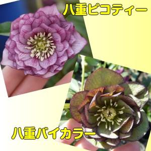クリスマスローズ 苗 花 八重咲きダブル 3株セット 松村ナーセリー
