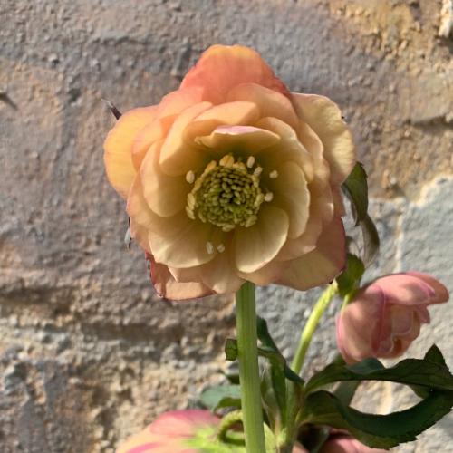 人気の小輪あんず小鞠（こまり）✨dd✨ミヨシ♥クリスマスローズ✨かわいい あんず小鞠 クリスマスローズ の特徴と育て方 | 苗木部の部室 〜苗木