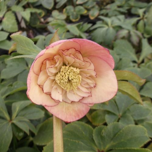 ミヨシのクリスマスローズ アプリコットオーケストラ 八重咲き・中輪