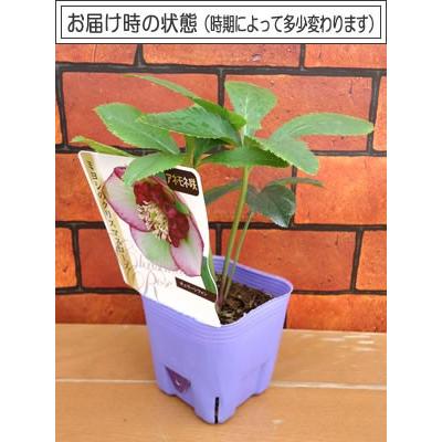 ⭐︎　ブラックローズのみ 園芸ネット本店｜クリスマスローズ：*ブラックスワン4.5号ポット の