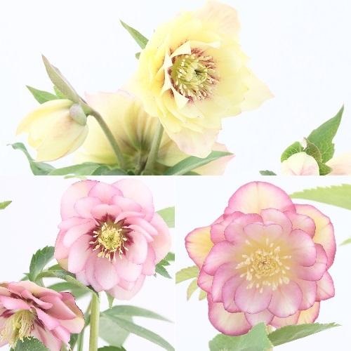 クリスマスローズ カラーゴールドダブルミックス（色お任せ） 八重咲き