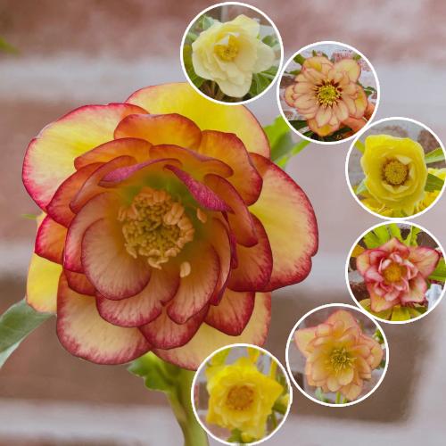 クリスマスローズ 2年咲カラーゴールドミックスダブル 色お任せ 9cmポット苗 松村園芸 実生選抜苗 N Xrose Cgmxw イングの森 花 苗 球根 育て方 通販 Yahoo ショッピング