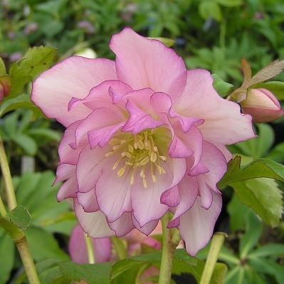 ミヨシのクリスマスローズ エレガンスフレアピンク 八重咲き・大輪