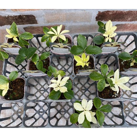 クリスマスローズ・ガーデンハイブリッドシリーズ 月白 （げっぱく） 3