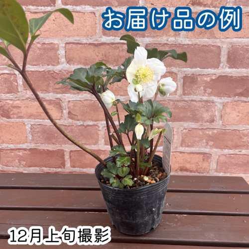 花芽付き!! ニゲル クリスマスローズ 4号(直径12cm) ポット苗 1株 今季