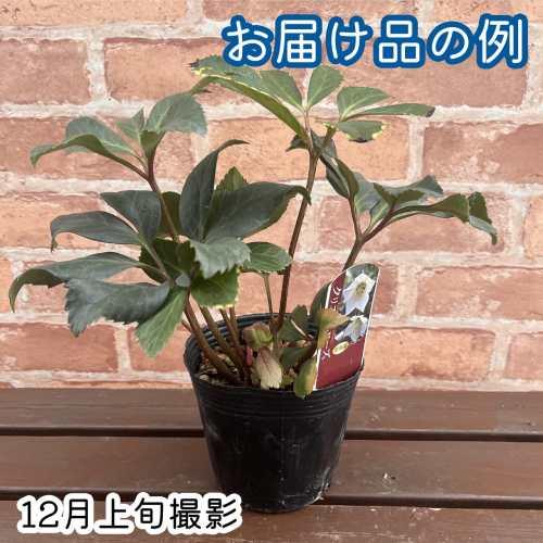 花芽付き!! ニゲル クリスマスローズ 4号(直径12cm) ポット苗 1株 今季