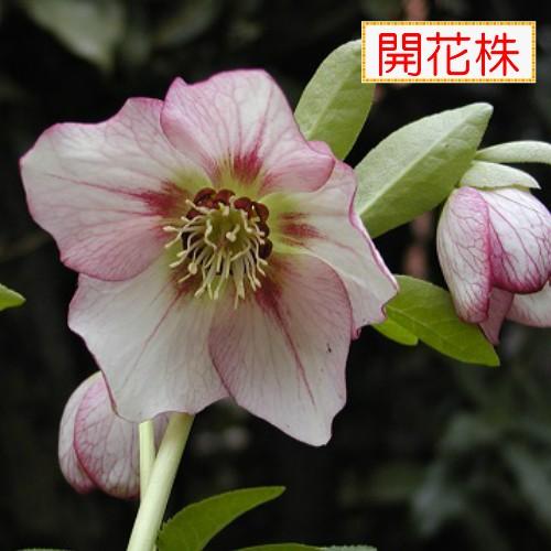 クリスマスローズ 開花株 ピンクラッフル 5号鉢 一重咲き 中輪 プレミアムコレクション N Xrose Pinkrfs イングの森 花 苗 育て方 通販 Yahoo ショッピング