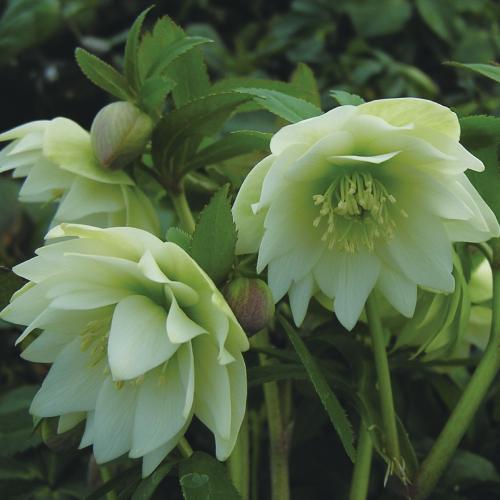 ミヨシのクリスマスローズ プチドール 沙羅 八重咲き多花性・小輪