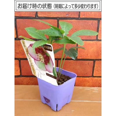 ミヨシのクリスマスローズ プチドール 沙羅 八重咲き多花性・小輪