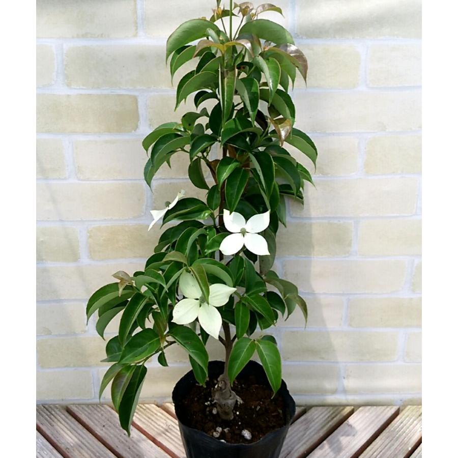 5 好評 常緑ヤマボウシ 常緑山法師 ホンコンエンシス 月光 5号 直径15cm ポット苗 1個 庭木 花木 シンボルツリー