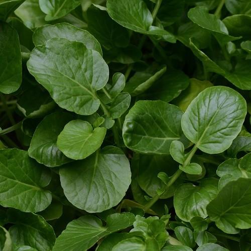 クレス ハーブ 苗 一年草 1株 ベビーリーフ 家庭菜園 クレソンの様な風味 N Yasai Cr イングの森 母の日 プレゼント ギフト 花 通販 Yahoo ショッピング