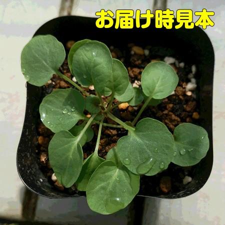 クレス ハーブ 苗 一年草 1株 ベビーリーフ 家庭菜園 クレソンの様な風味 N Yasai Cr イングの森 母の日 プレゼント ギフト 花 通販 Yahoo ショッピング