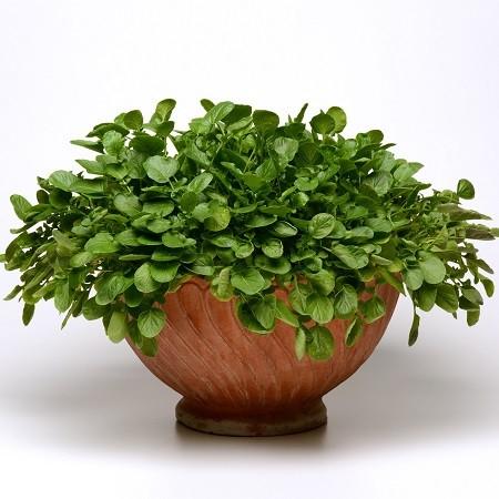 クレス ハーブ 苗 一年草 1株 ベビーリーフ 家庭菜園 クレソンの様な風味 N Yasai Cr イングの森 母の日 プレゼント ギフト 花 通販 Yahoo ショッピング