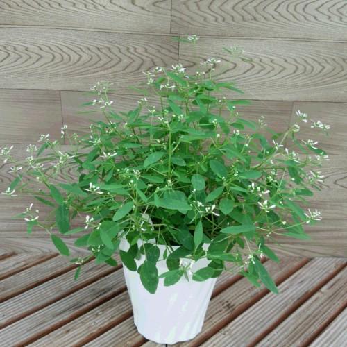 ユーフォルビア ダイアモンドフロスト 5号鉢 開花物 N Yufo 5 イングの森 花 苗 球根 育て方 通販 Yahoo ショッピング