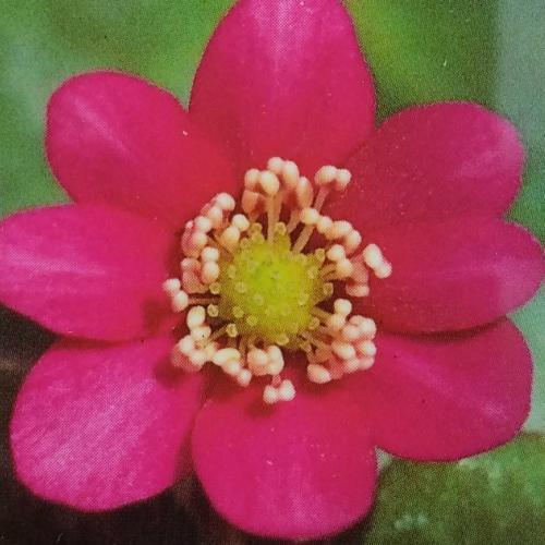 雪割草 ユキワリソウ 花 苗 三角草 ミスミソウ 赤 1株 多年草 N Yukiwariso Red イングの森 花 苗 球根 育て方 通販 Yahoo ショッピング