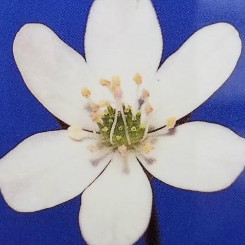 ユキワリソウ 花 苗 冬 多年草 雪割 三角草 白 1株 N Yukiwariso White イングの森 花 苗 球根 育て方 通販 Yahoo ショッピング