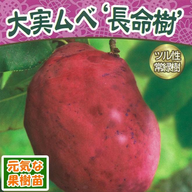 家庭樹 大実ムベ 長命樹 常緑アケビ 4 5号 直径13 5cm ポット苗 N14 Akebi Mube イングの森 花 苗 育て方 通販 Yahoo ショッピング