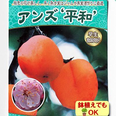 アンズ 苗木 実 果樹 あんず 杏 平和 4.5号 13.5cm ポット 落葉樹