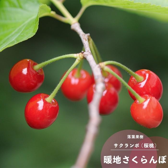 サクランボの木 さくらんぼ 暖地桜桃 花 苗木 春 鉢植え 1年生 接ぎ木 4.5号 13.5cm ポット 落葉樹 ベランダ｜hanamankai