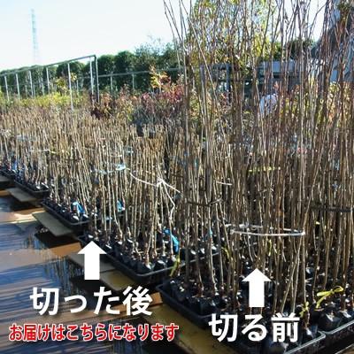 サクランボの木 さくらんぼ 暖地桜桃 花 苗木 春 鉢植え 1年生 接ぎ木 4.5号 13.5cm ポット 落葉樹 ベランダ｜hanamankai｜03