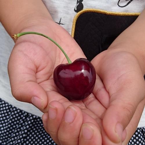 果樹苗 ハートの実ができるさくらんぼ（サクランボ） サミット 4.5号