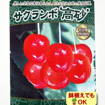果樹苗 ・さくらんぼ（サクランボ） 高砂 4.5号(13.5cm)ポット