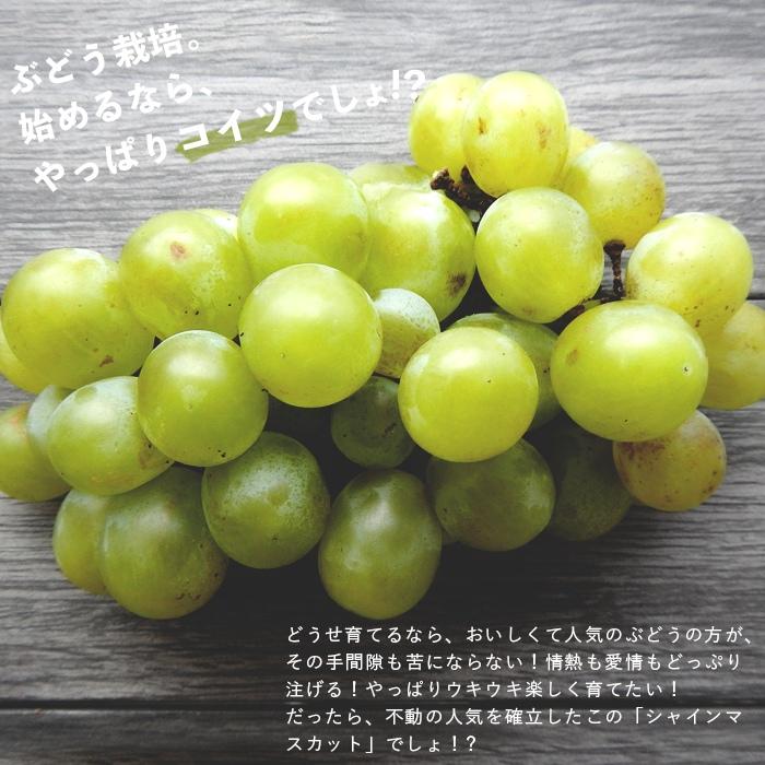 ぶどう10枚 ぶどう フルーツギフト きらめきプチギフト 300g 化粧箱 ぶどう