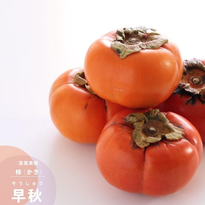 果樹苗 カキ 苗木 甘柿 早秋 (そうしゅう) PVP 1年生 接ぎ木 4.5号