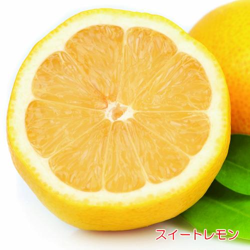 スイートレモン 果樹 苗木 4.5号 直径13.5cm ポット 常緑樹 柑橘系